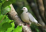 African Collared-Doveborder=